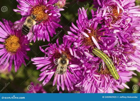 Green Caterpillar And Bumble Bees On Aster Flowers New Hampshire Stock