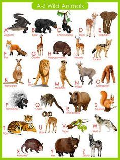 Who classified species into names? Easy learning : Animals Chart - Wild Animals names. #HowTo ...