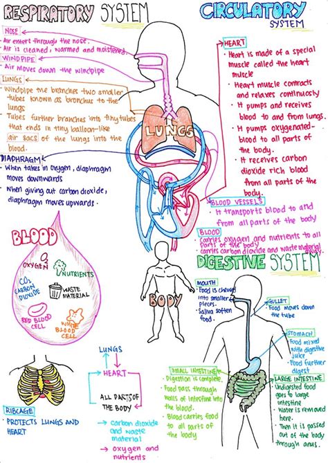 Respiratory Circulatory Digestive Systems Medical Student Study