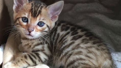 Bengal kittens for sale kitten for sale cattery brown spots healthy life your favorite create your own oregon desserts. Bengal Kittens for Sale Oregon - YouTube