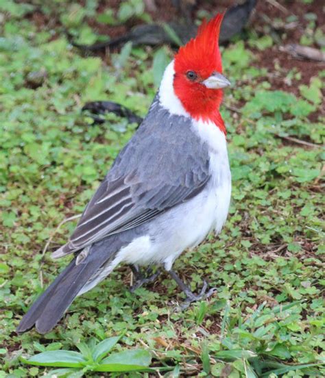 Hawaiian Birding Kauai Is A Prime Birding Destination The Birding Wire