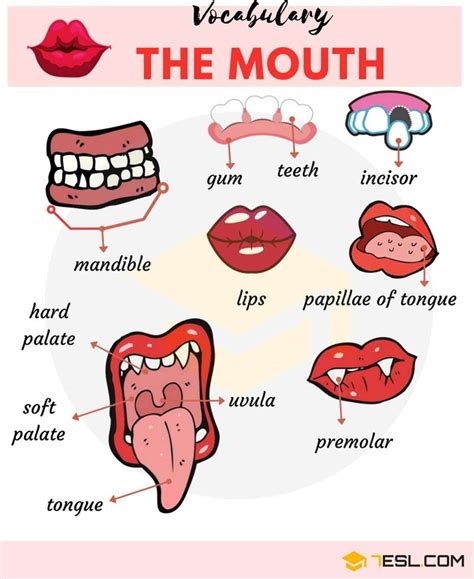 Parts Of The Mouth Names Human Mouth Vocabulary English Idioms