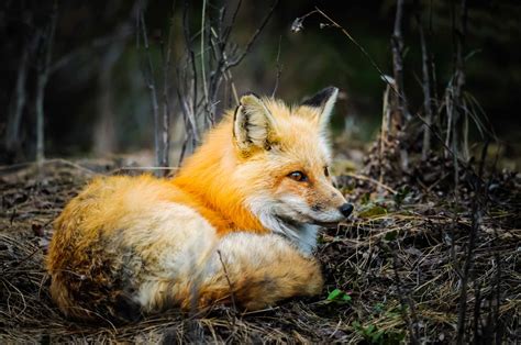 Canadian Red Fox