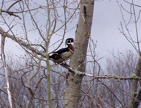 Nature Tales And Camera Trails Wood Ducks For Outdoor