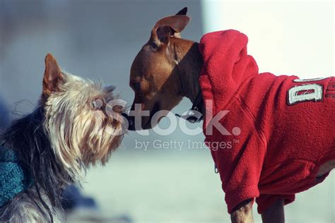 Two Dogs Cuddling Stock Photo Royalty Free Freeimages