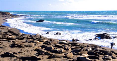 Elephant Seal point | Elephant seal, San simeon california, Unique beach