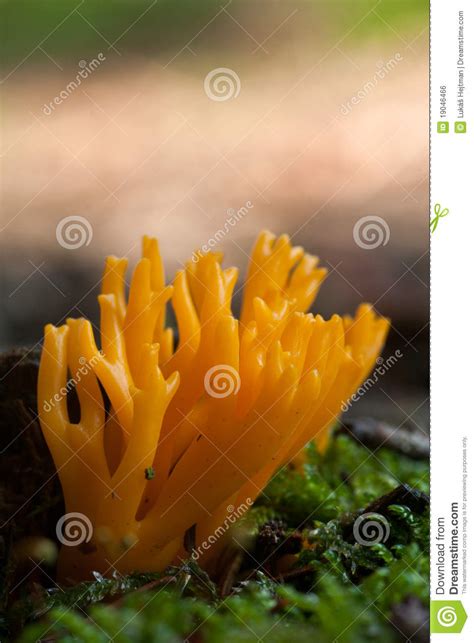 Orange Coral Mushroom Stock Photo Image Of Fungi Green 19046466