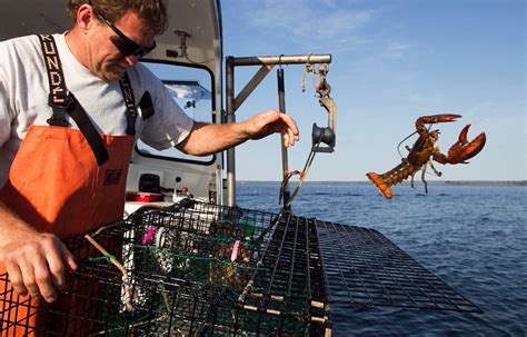 Claws Out Race For Best Spots Kicks Off Lobster Season In
