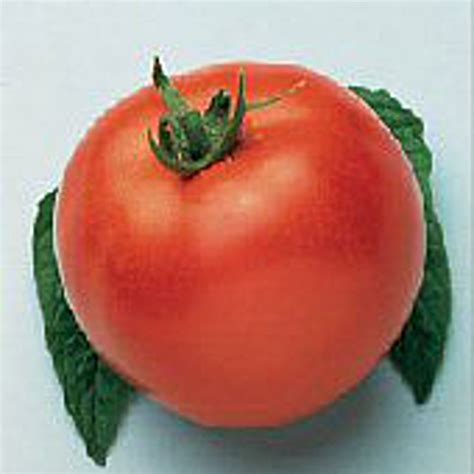 Marglobe Improved Tomato Seeds Etsy