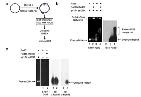 Scheme Of Rad51 SsDNA Filament Salt Challenge Assay For Convenience