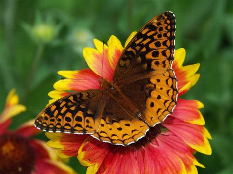 30 gambar kupu kupu cantik dan indah di atas bunga beterbangan d. Background Bunga Dan Kupu Kupu - Gambar Bunga Keren