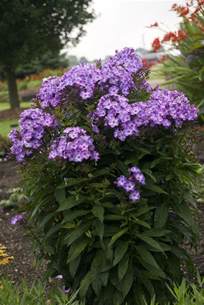 Maybe you would like to learn more about one of these? Zone 5 Flowers That Bloom All Summer : 21 Plants That ...