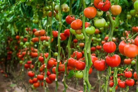 不确定番茄植物列表 雷竞技reybat官网