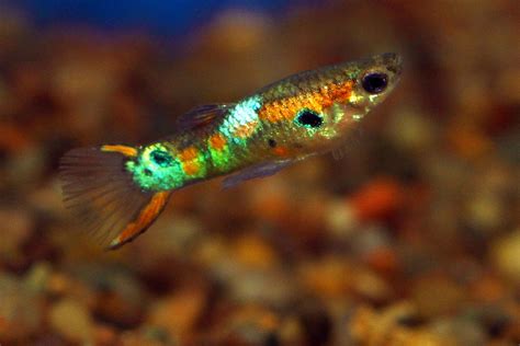 Pictures Of Endlers Livebearers Tropical Fish Keeping Aquarium