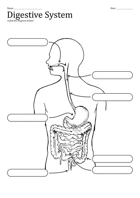 Digestive System Blank Diagram For Kids Sketch Coloring Page