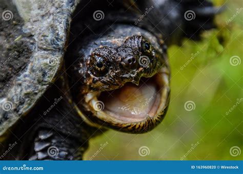 Closeup Shot Of The Head Of An Angry Turtle With Open Mouth Stock Photo