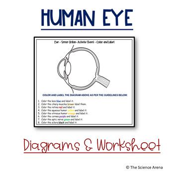 Eye Diagrams Human Eye Images Labeled Unlabeled Sense Organ