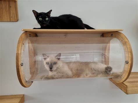 8 Diy Cat Wall Playground Plans You Can Build Today With Pictures