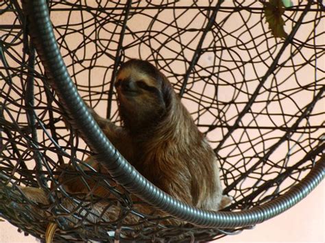 sloth sanctuary of costa rica cahuita 2020 alles wat u moet weten voordat je gaat tripadvisor