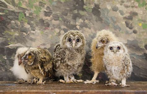 Adorable Baby Owls Make Their First Public Appearance