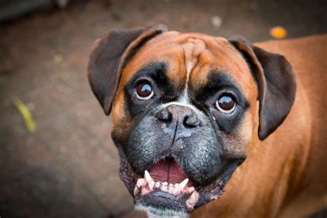 Boxer Dog Breed Information Personality Traits Training Nutition And More