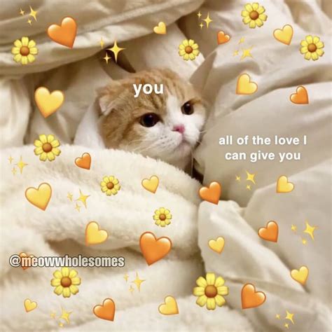 🖤 10 Cute Cat Coronary Heart Meme 2022