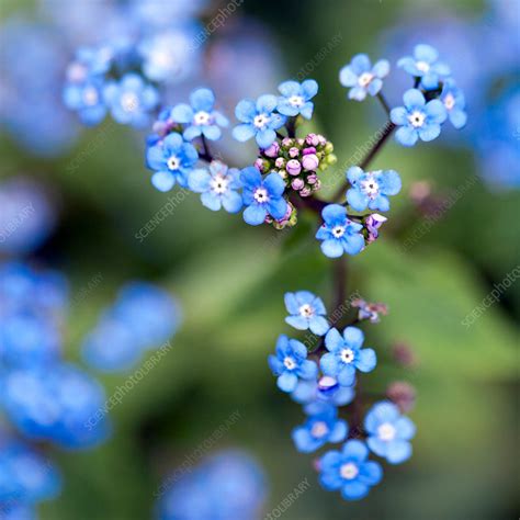 The leaves of this plant stalked basal leaves with stalks that are widely winged. Blue forget-me-not flowers on branch - Stock Image - F016 ...