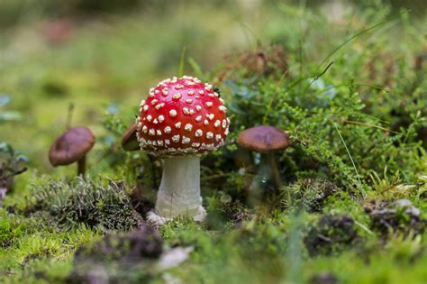 Close Up Of Fly Agaric Mushroom On Field · Free Stock Photo