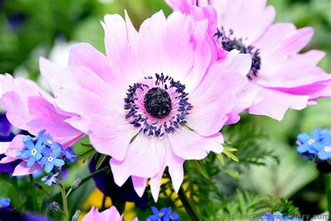 Light Pink Flower With Black Center Is Anemone From Germany Hi Res