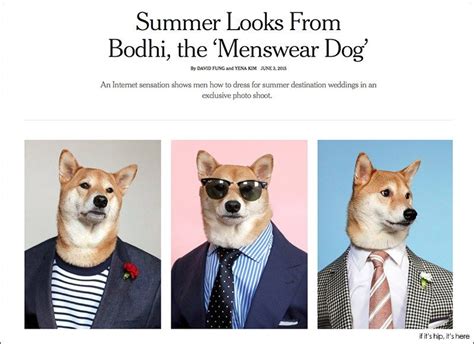 Dogs Who Deserve More Followers Than You Bodhi The Menswear Dog If