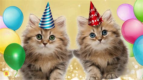 Cats Singing Happy Birthday Song Youtube