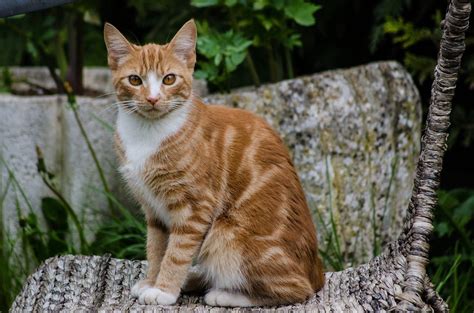 8 Fun Facts About Ginger Tabby Cats Tabby Cat Tabby Cat Pictures