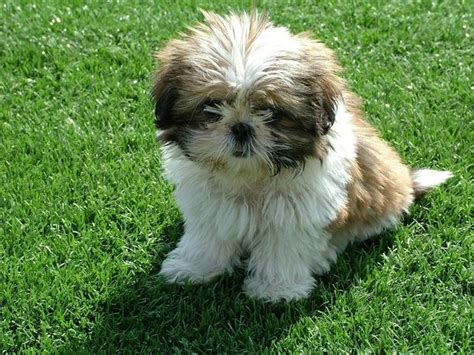 They are believed to have stemmed from the mating of the. What is the price of a Shih Tzu puppy in India? - Quora