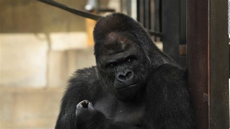 Surprisingly Handsome Male Gorilla Excites Women Cnn