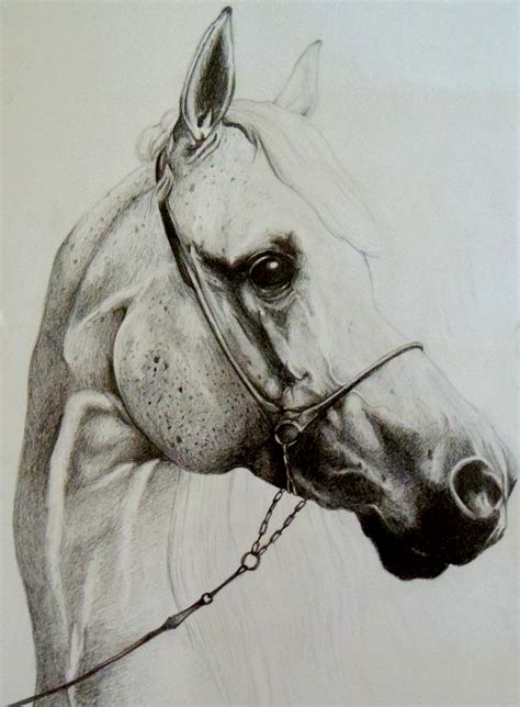 Horse Head Pencil Drawing By Wuillow27 On Deviantart