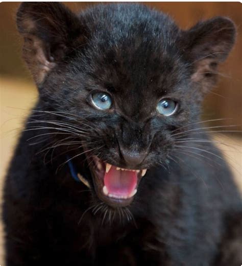 Baby Black Panther With Plenty Of Attitude Cute Baby Animals Big