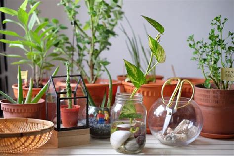 Rumah jadi makin indah dan udaranya juga makin segar. Manfaat Meletakkan Tanaman Hias di Dalam Ruangan - Cantik ...