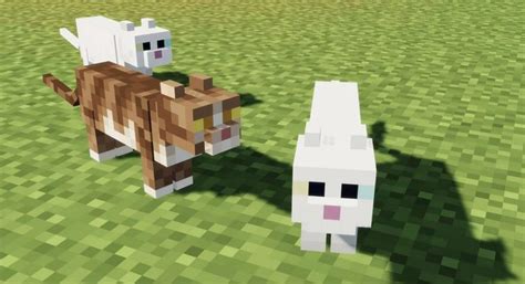 How To Get All Minecraft Cats In 3 Steps What Cats Do In The Game
