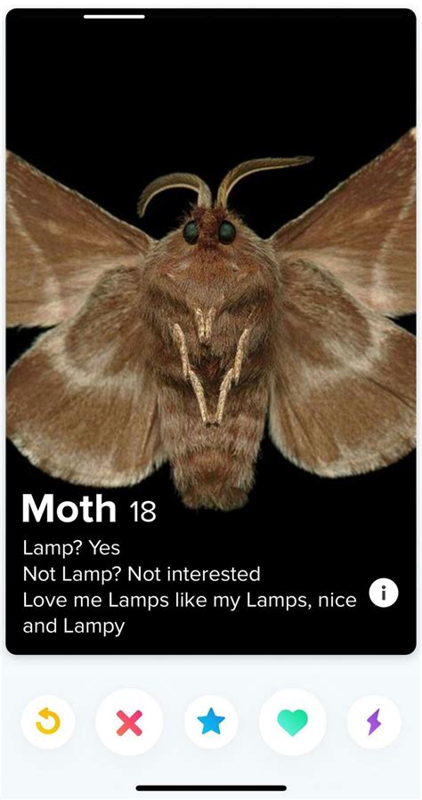 Moth Memes 19 Cute Moth Moth Silly Memes
