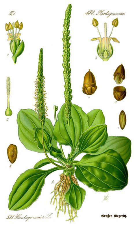 Learn to pronounce plantain in american, british, australian, and welsh english. Plantain Herb