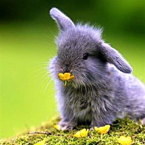 10 Most Popular Cute Baby Bunny Images Full Hd 1920×1080