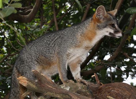 Gray Fox Urocyon Cinereoargenteus Maya