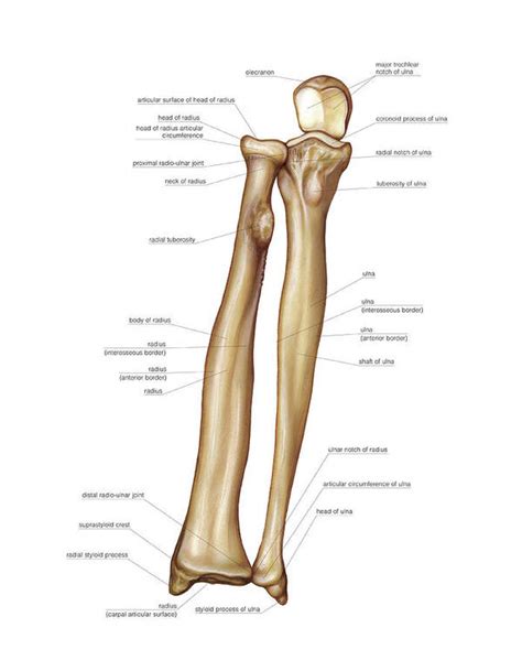 Bones Of Forearm Art Print By Asklepios Medical Atlas