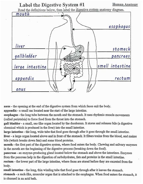 The Ultimate Digestive System Gizmo Answer Key Unlocking The Secrets