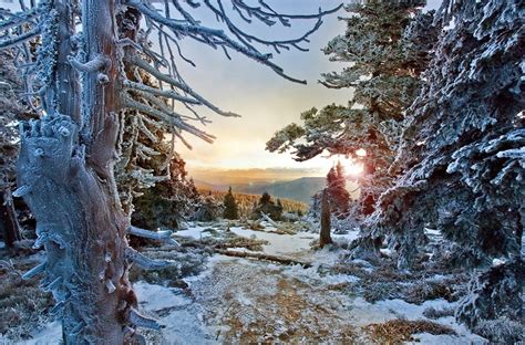 Other nature pages are linked all pictures are © dr. winter, Forest, Snow, Sunset, Trees, Frost, Cold, Czech ...