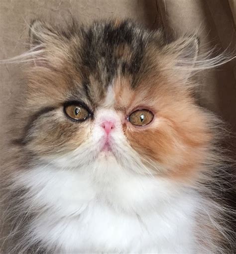 Persian Kitten Calico F Show Quality