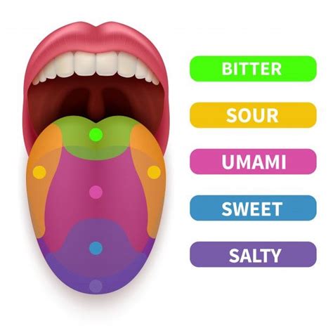 Realistic Tongue With Basic Taste Areas In 2021 Human Body Projects