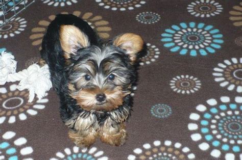 3 baby boys available mom 5 lb yorkie dad 3 alb yorkie. YORKSHIRE TERRIER PUPPY (TEACUP) for Sale in Tucson ...