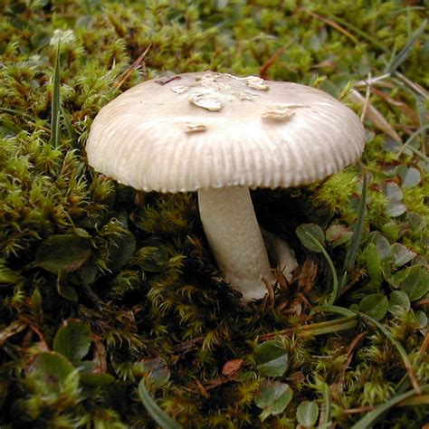 The Lost And Found Fungi Project Fungi Of Great Britain And Ireland