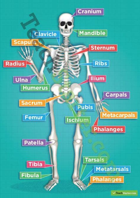 Musculoskeletal System Musculoskeletal System Human Anatomy